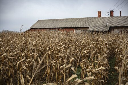 Landscape rural house corn photo