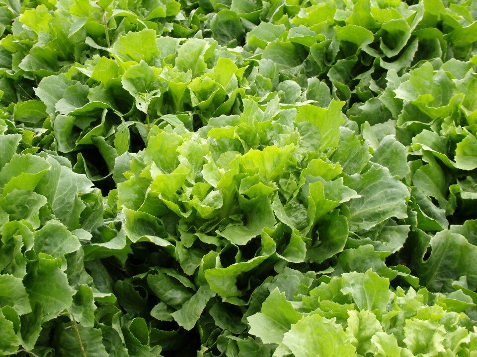 Vegetables garden leaf lettuce