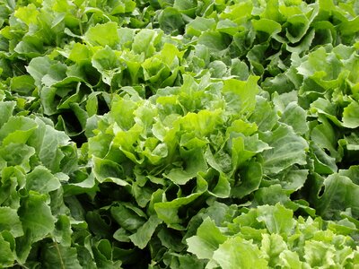 Vegetables garden leaf lettuce