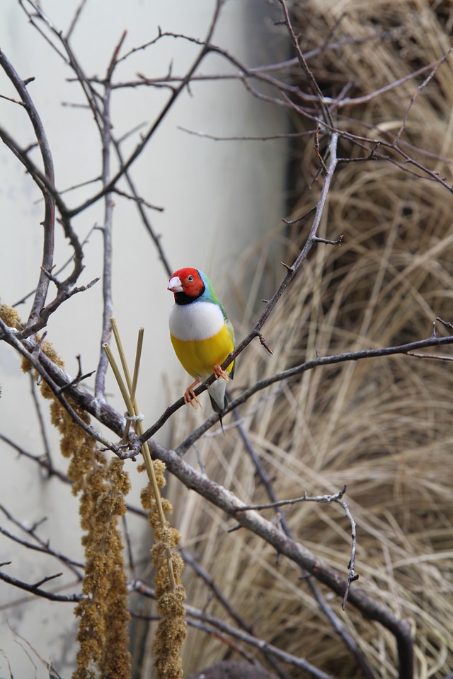 Canary colorful nature