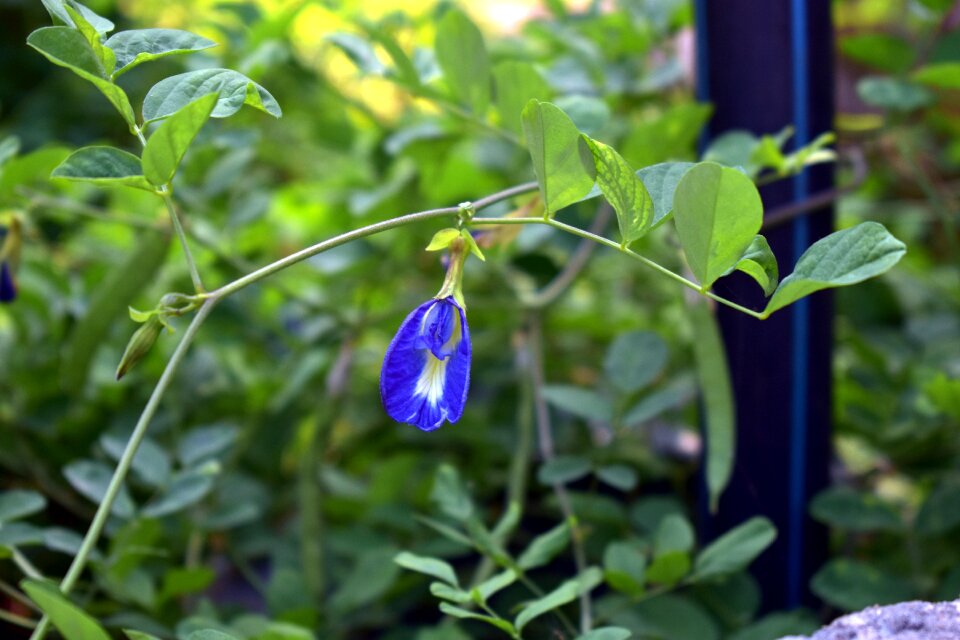Cordofan-pea blue flower