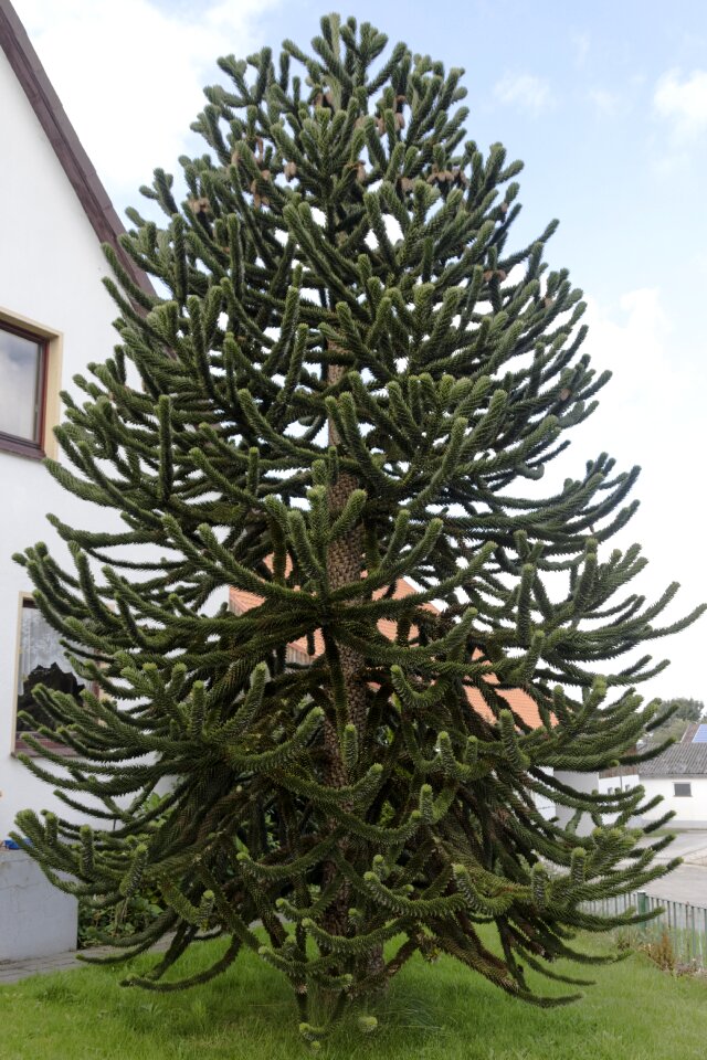Tree nature green