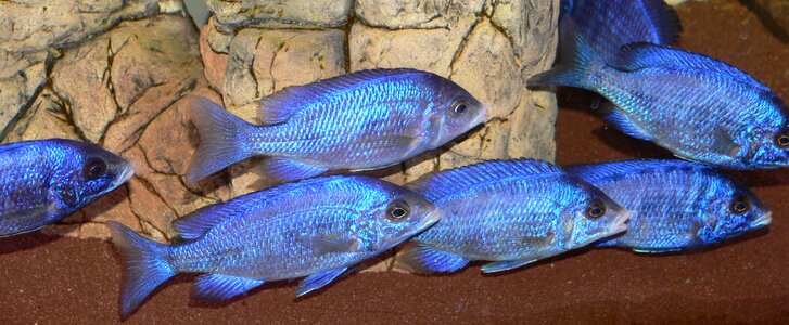 Malawi bass aquarium tropical fish-keeping photo