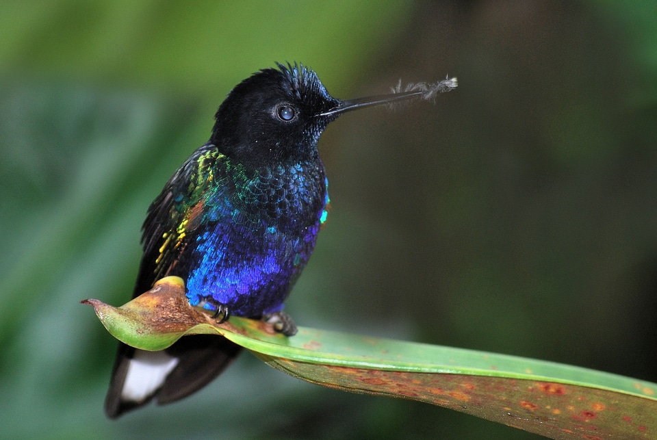 Wildlife colorful tropical