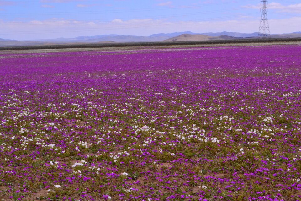 Colorful season blooming