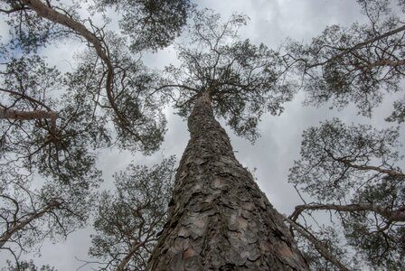 Tree of heaven crown sky photo