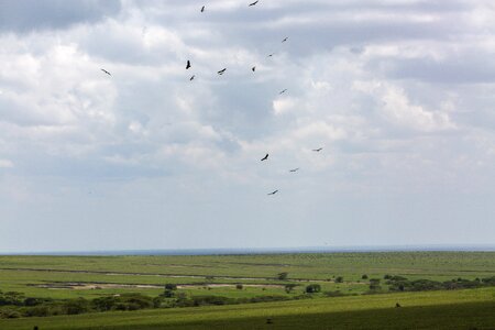 Ngorongoro africa wildlife