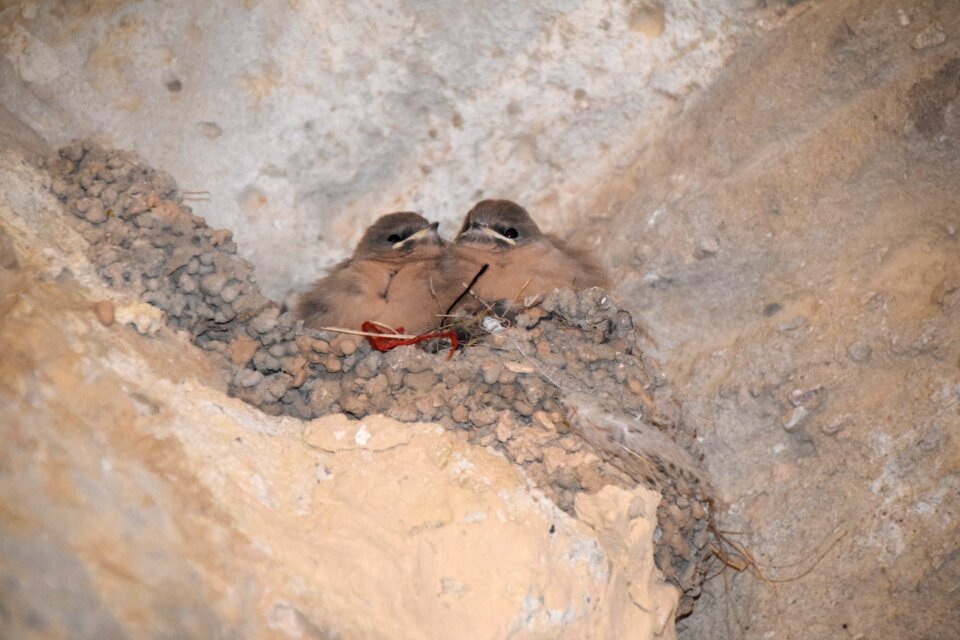 Birds nest swallow
