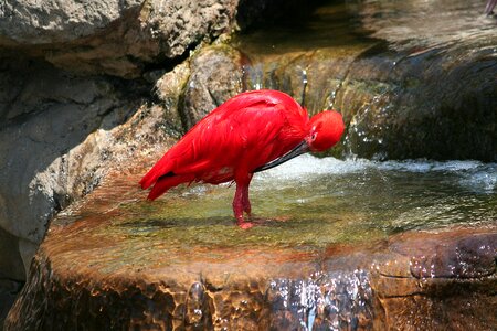 Red exotic nature monte bird park sa photo