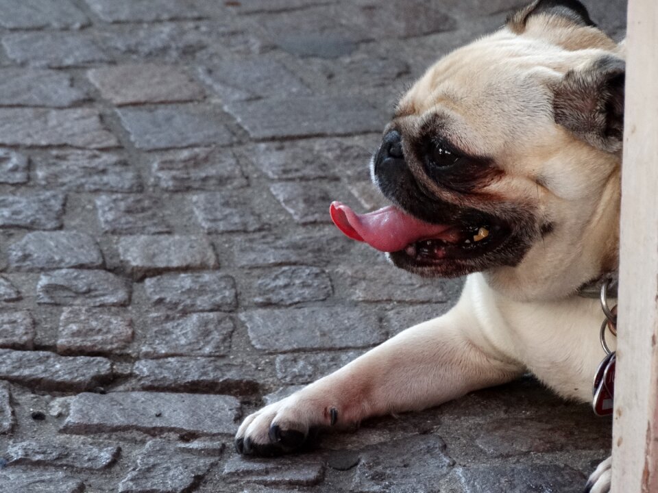 Dog language muzzles