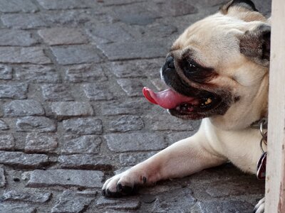 Dog language muzzles