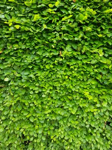 Fence green wall leaves photo