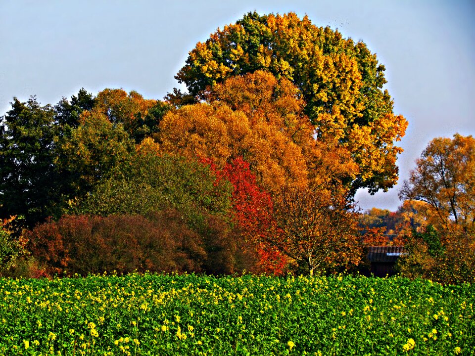 Yellow leaves autumn gold gold photo