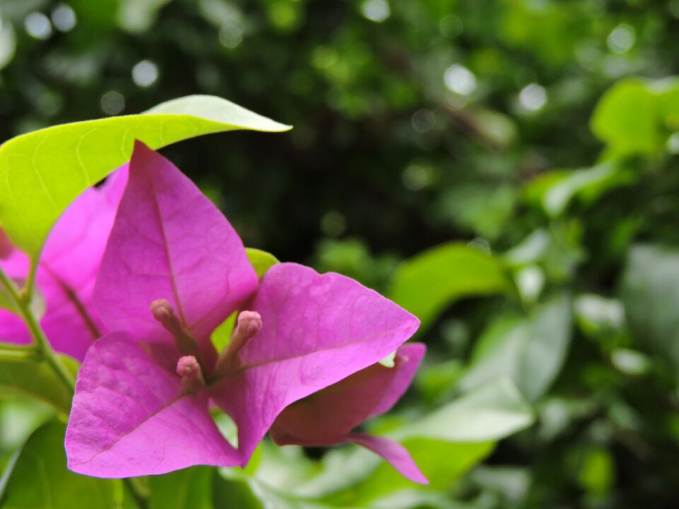 Flower garden flowers