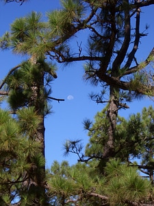 Tree needles la palma
