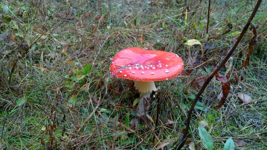 Amanita mushrooms flora