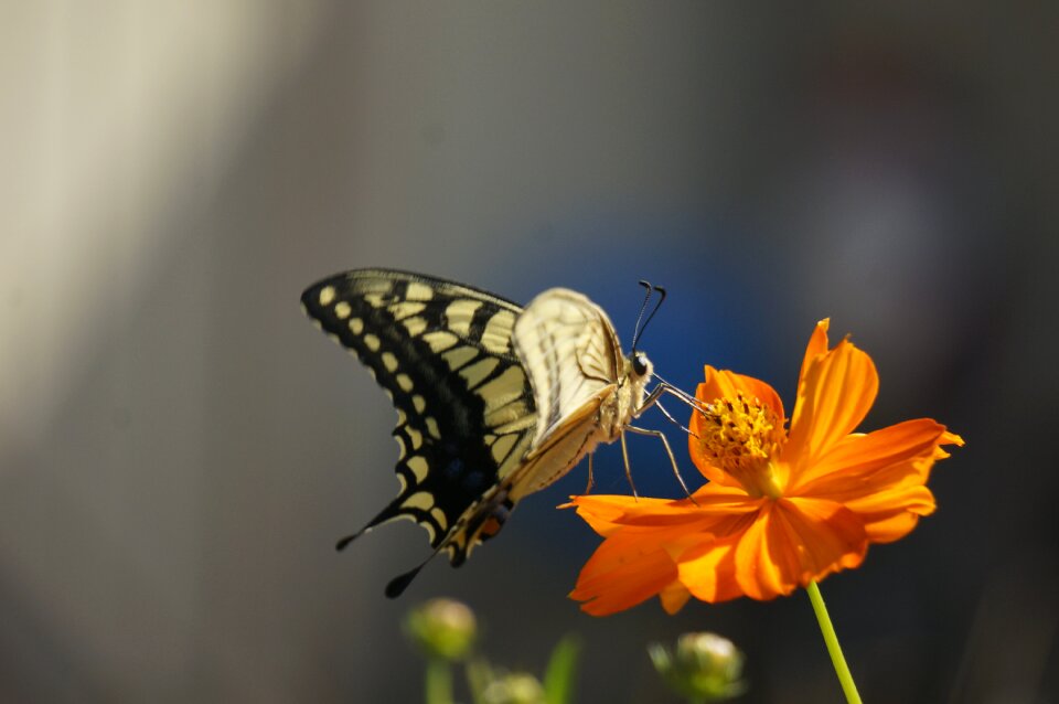 Butterfly huanghua cosmos cosmos sulphureus