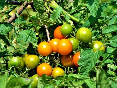 Orange red food