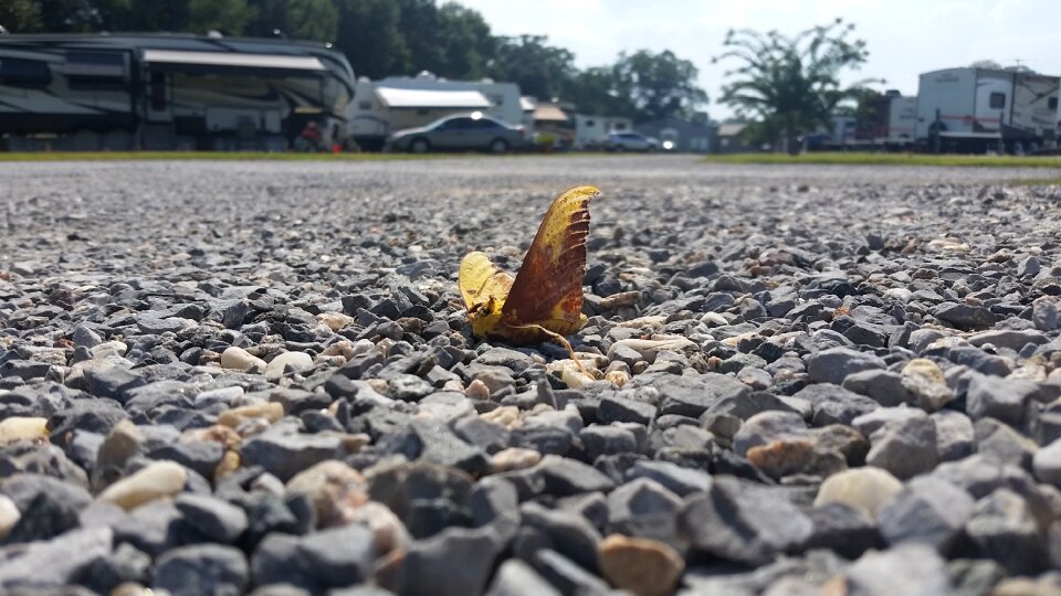 Rocks butterfly nature