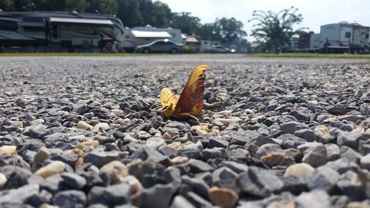 Rocks butterfly nature photo