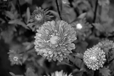 Nature garden plants photo