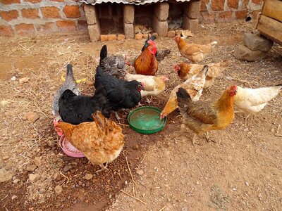 Tanzania chicken