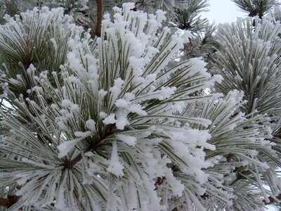 Winter cold tree