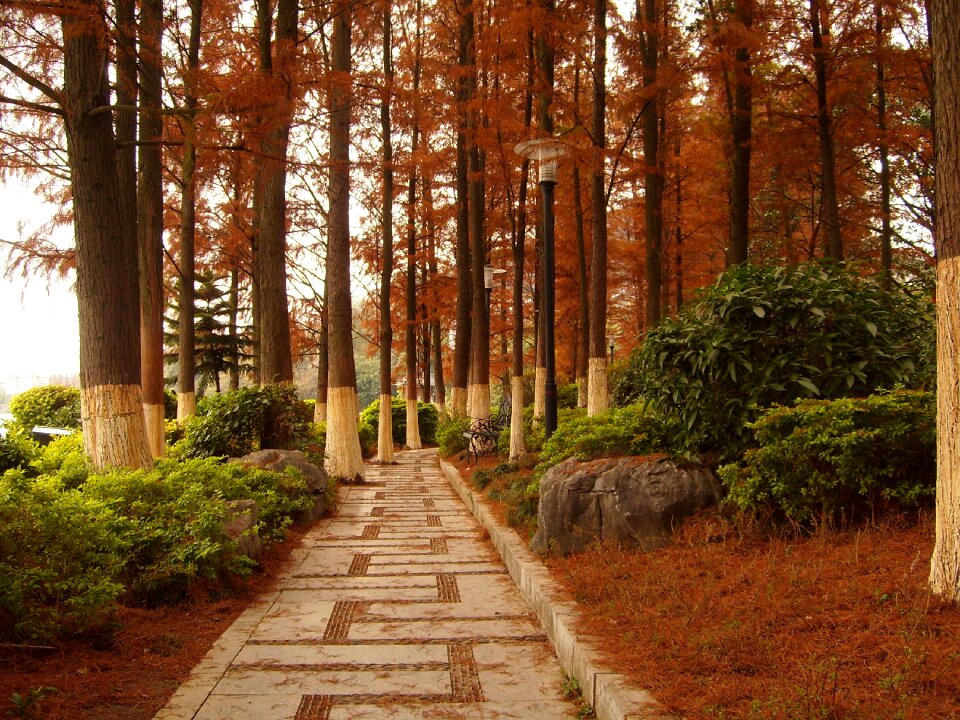 Guilin kwai lake cedar woods