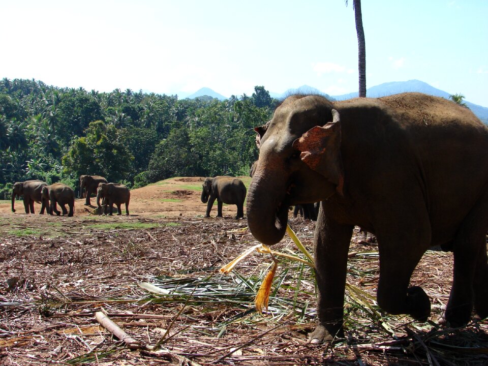 Sri animal lanka photo