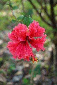 Flower red tropical photo