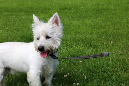 Terrier highland pet