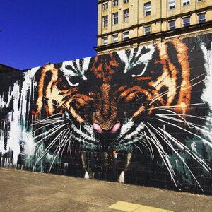 Tiger city glasgow photo