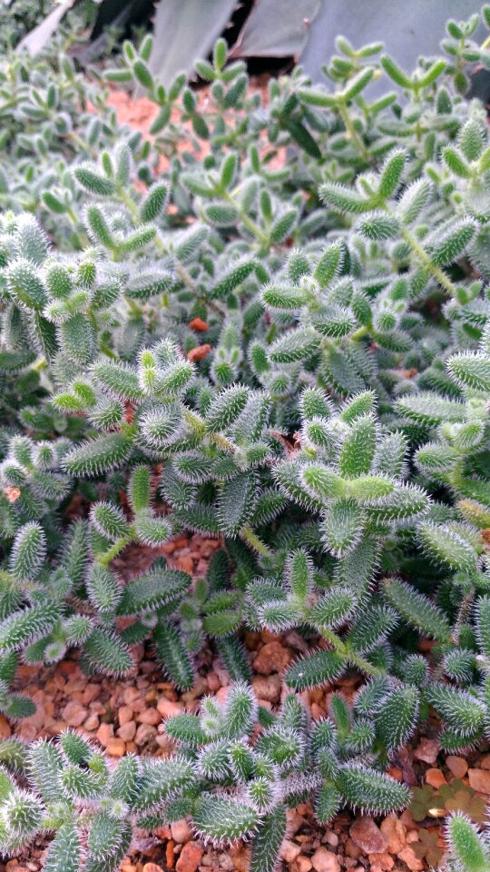 Cactus green