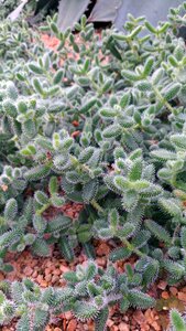 Cactus green