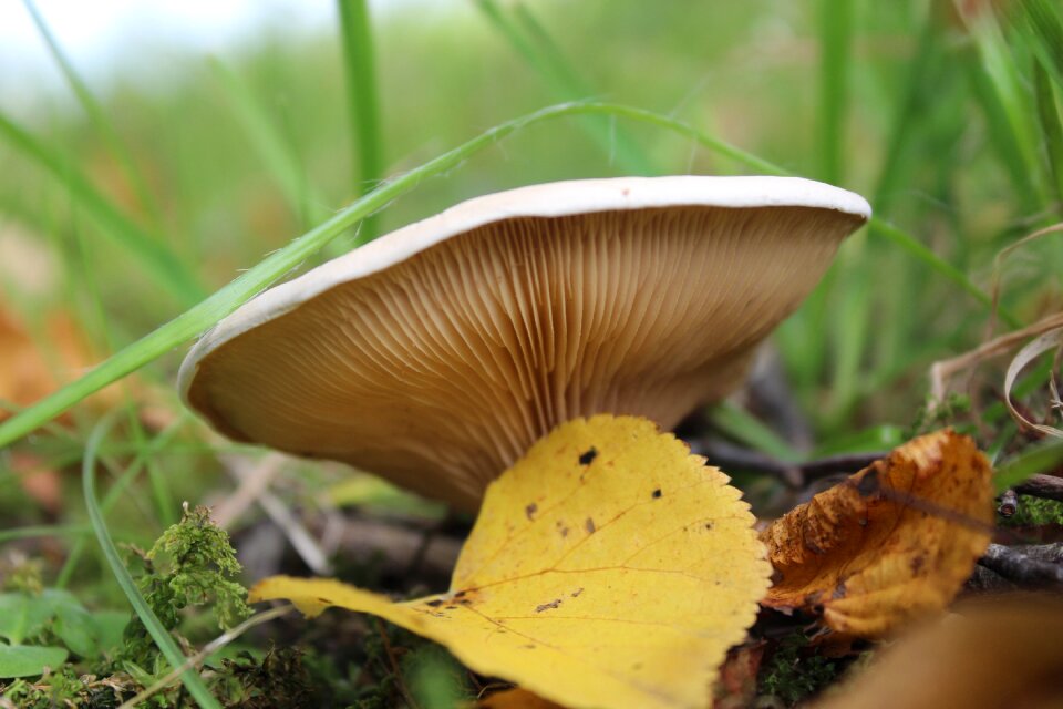 Natural nature