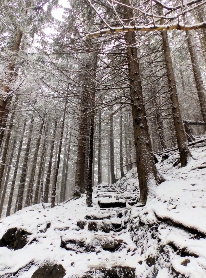 Way tree winter