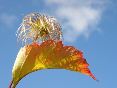 Colorful leaves yellow leaves nature photo