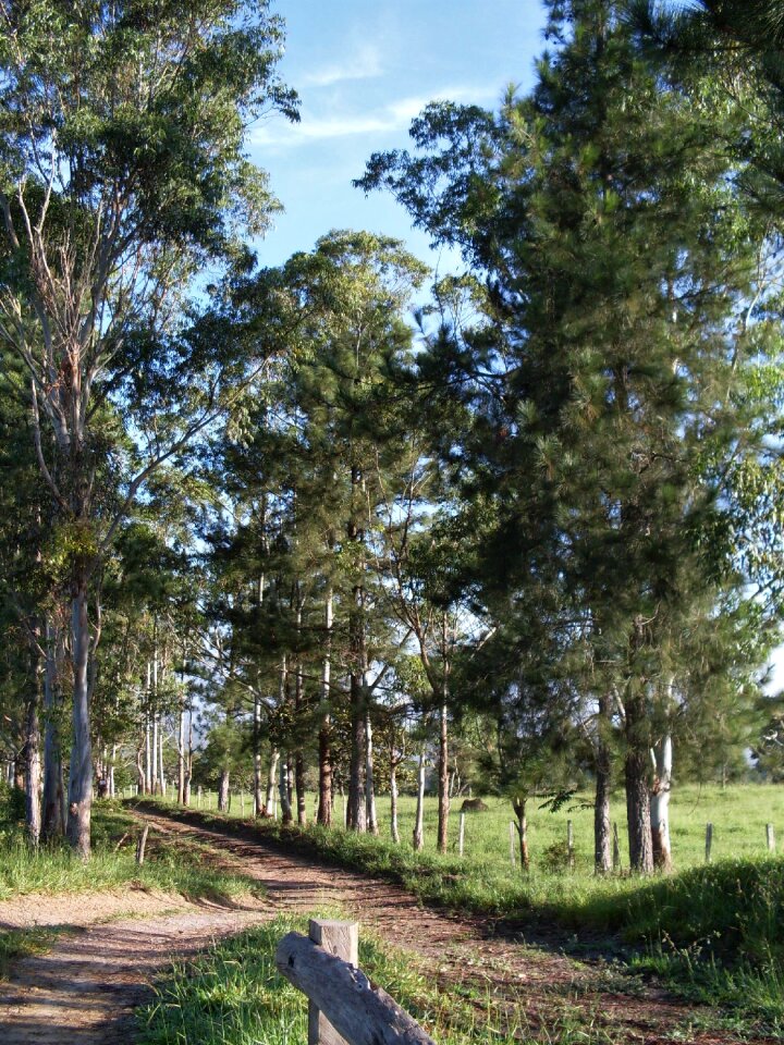 Sunny meadow trees