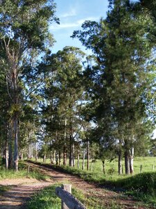 Sunny meadow trees