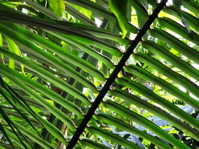 Greenhouse palm leaves photo