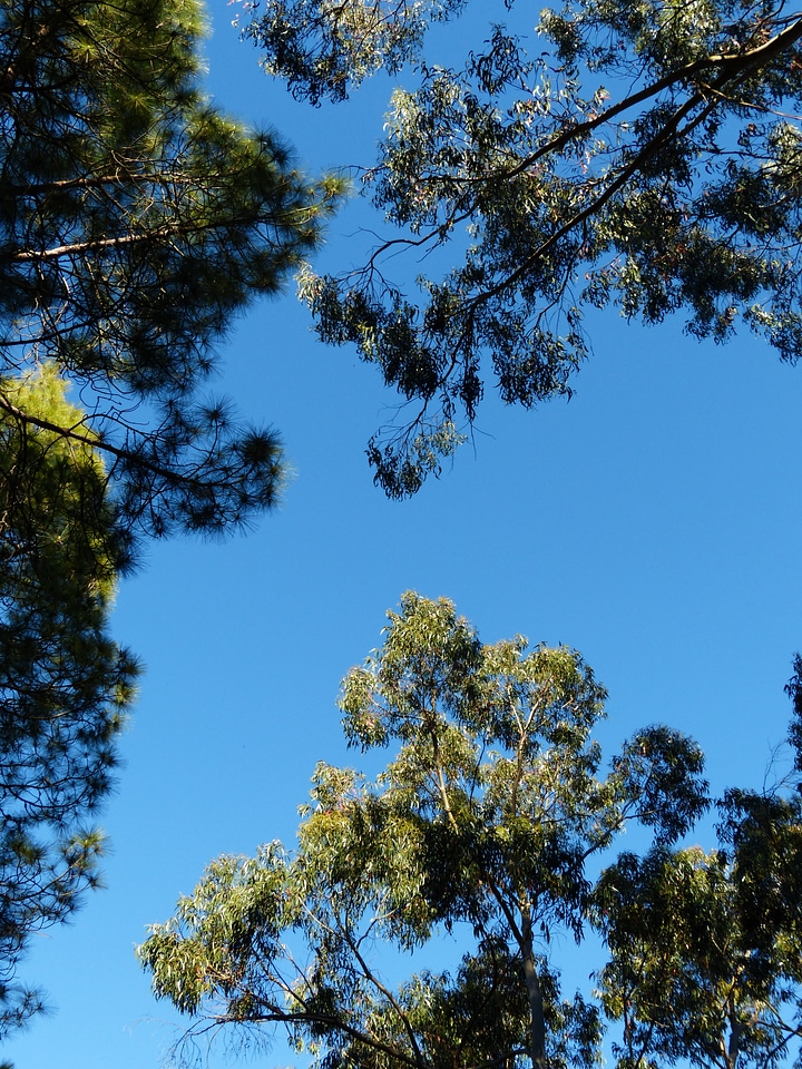 Eucalyptus eucalyptus tree pine