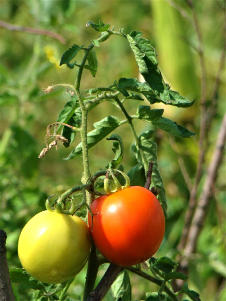 Food organic healthy eating