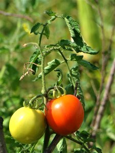 Food organic healthy eating