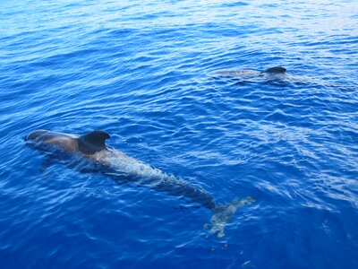 Sea whale big fish