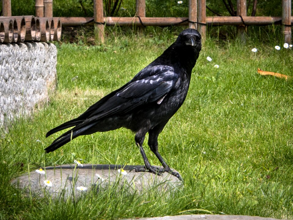 Bird black grass
