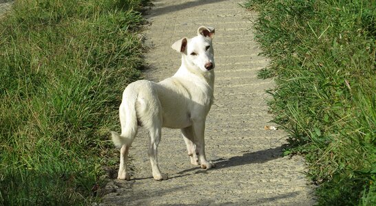 Domestic animal canine colombia
