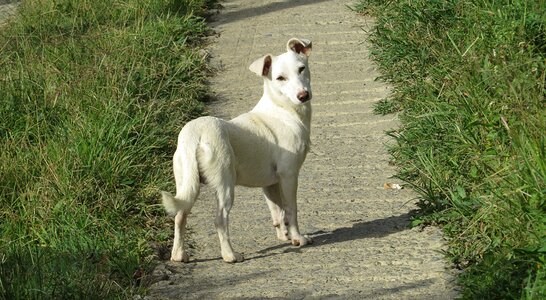 Domestic animal canine colombia photo