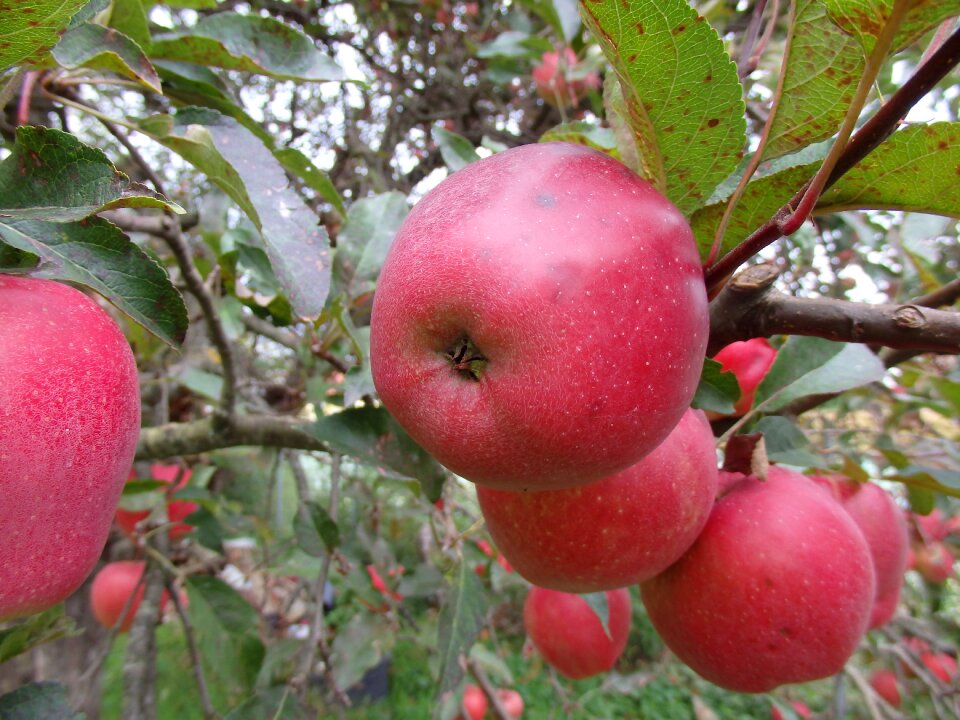 Branch apple tree red apple