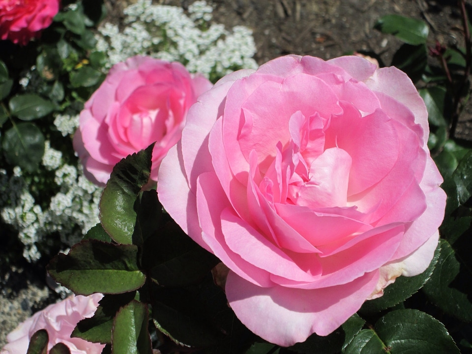 Pink blossom petals