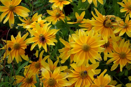 Brandenburg plant yellow